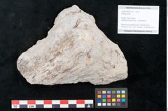 Foto (Objekt + Etikett) von Plantae indet.  (NHMW-GEO-2024-0188-10173)
